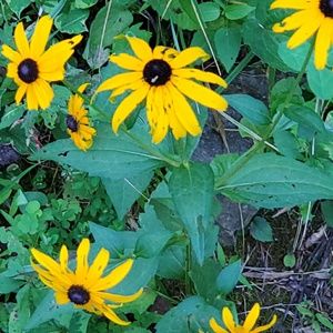 Meet your Posher, Deana